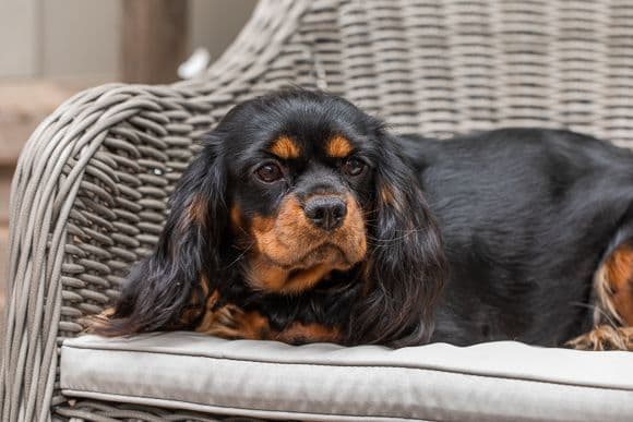 Cavalier King Charles Spaniel Puppies breeder image 6