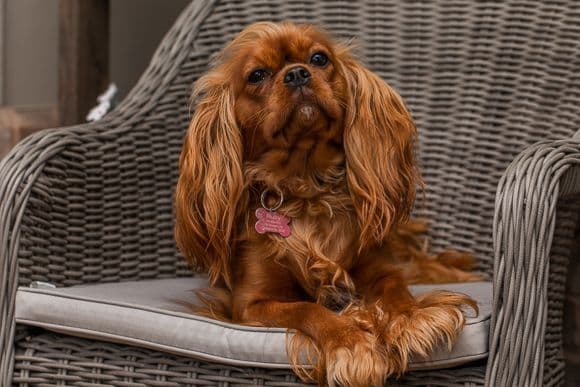 Cavalier King Charles Spaniel Puppies breeder image 8