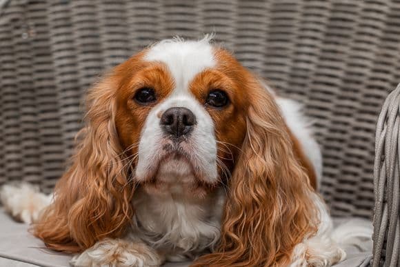 Cavalier King Charles Spaniel Puppies breeder image 9