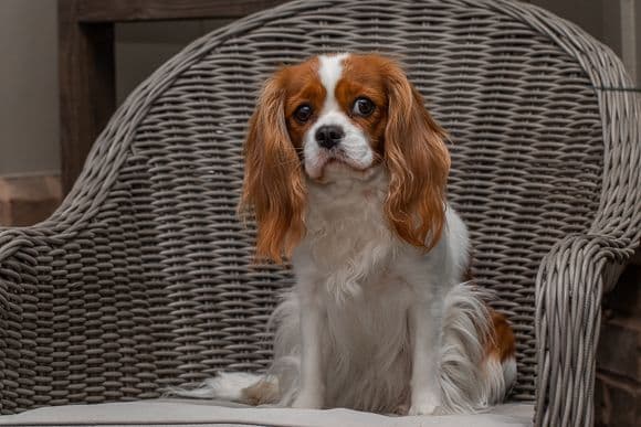 Cavalier King Charles Spaniel Puppies breeder image 10