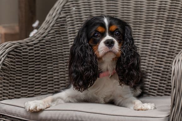 Cavalier King Charles Spaniel Puppies breeder image 11
