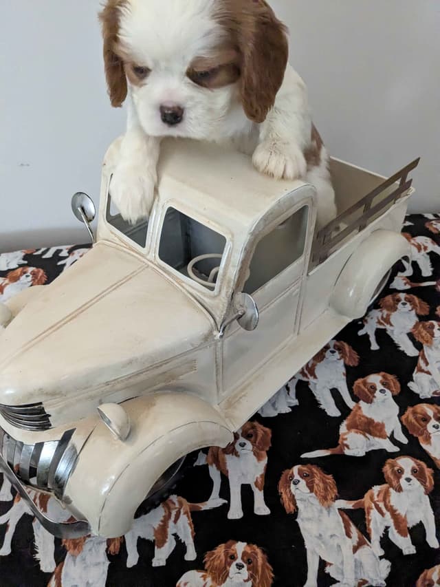Cavalier King Charles Spaniel Puppies media 2