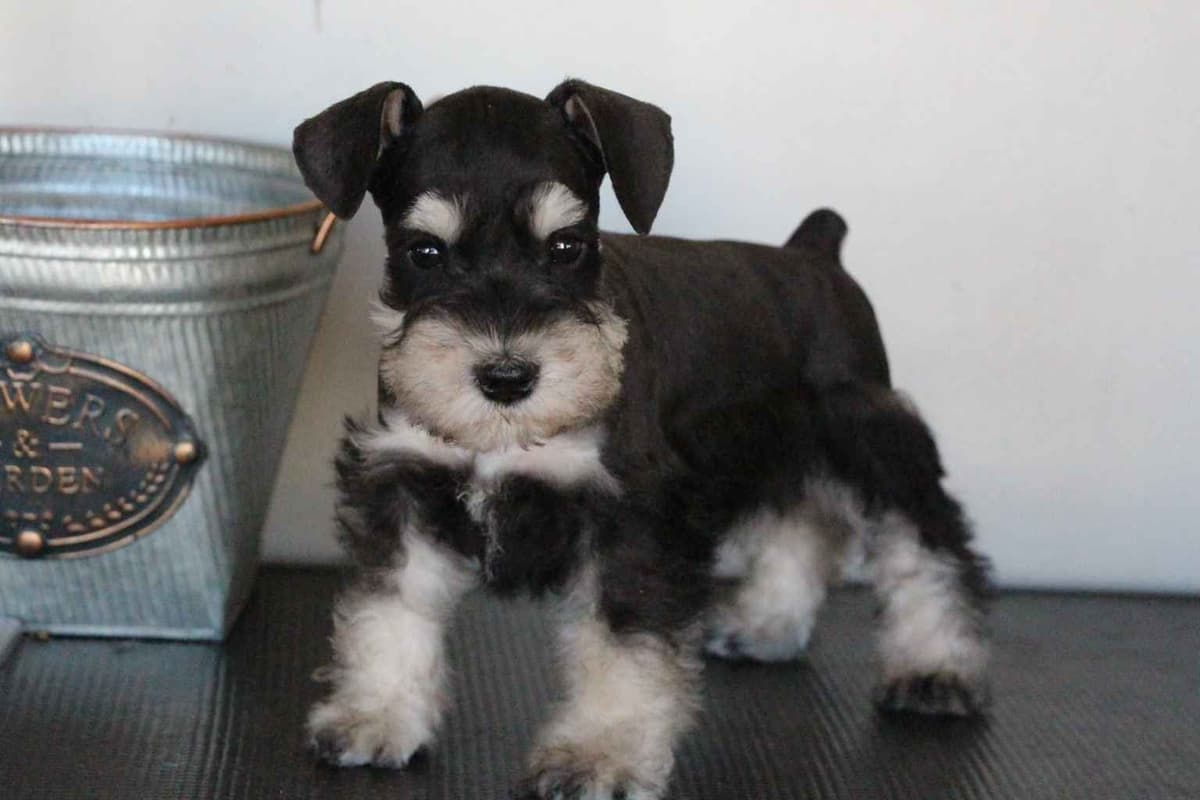 Miniature Schnauzer Puppies breeder image 1