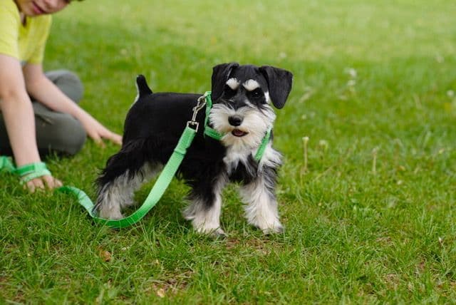 Miniature Schnauzer Puppies breeder image 3