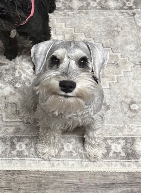 Miniature Schnauzer Puppies breeder image 5