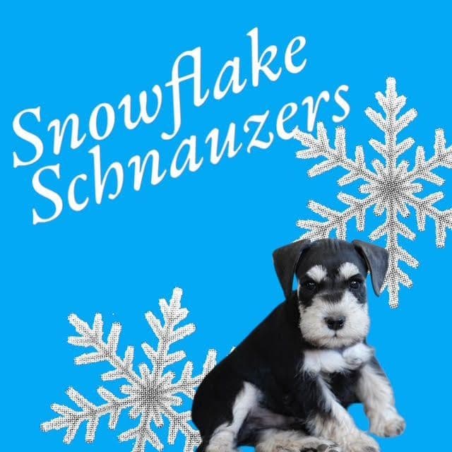Miniature Schnauzer Puppies breeder image 4