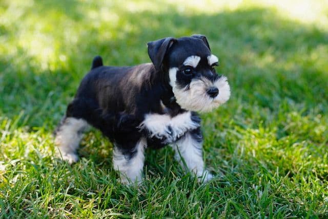Miniature Schnauzer Puppies breeder image 7