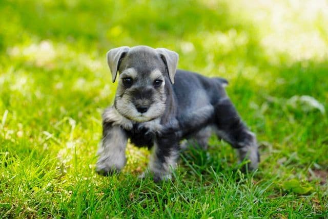Miniature Schnauzer Puppies breeder image 6