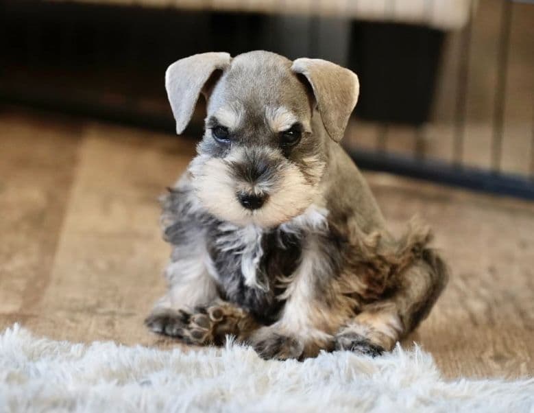 Miniature Schnauzer Puppies breeder image 8