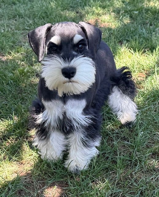 Miniature Schnauzer Puppies breeder image 11