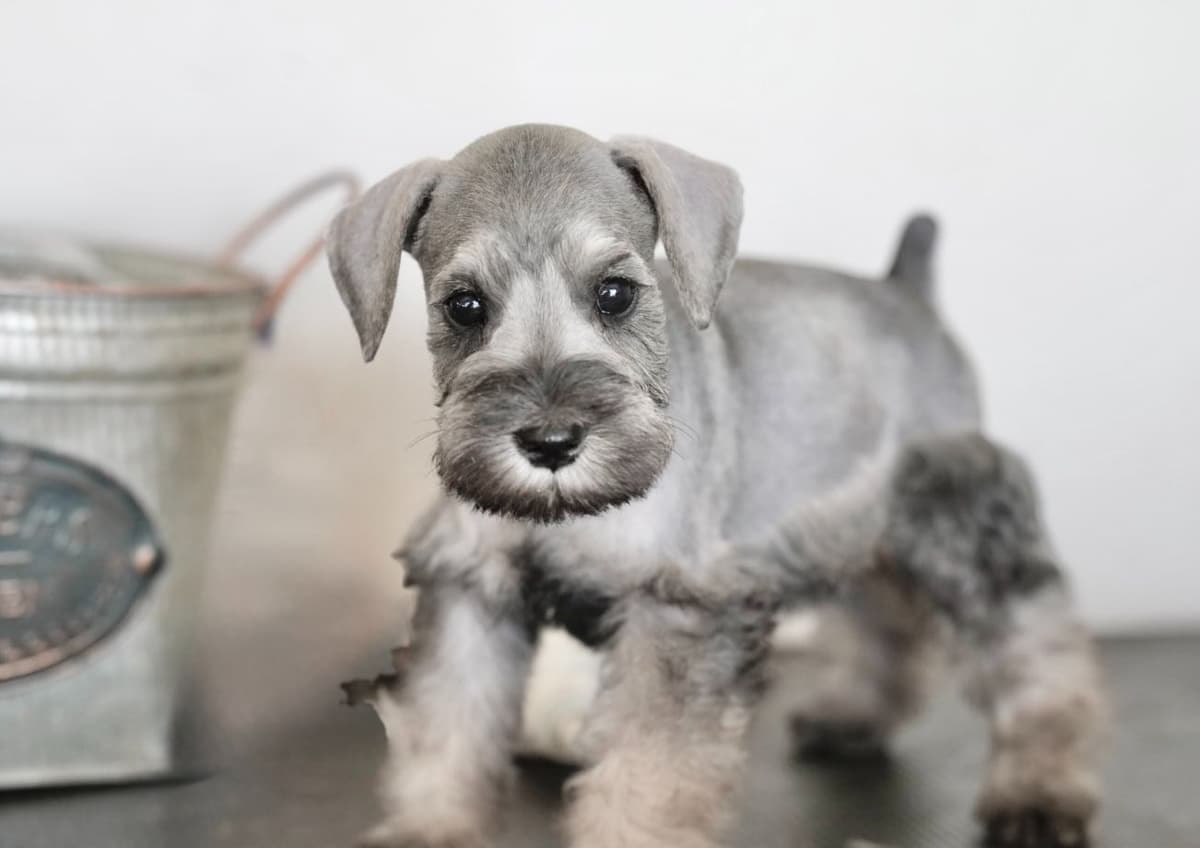 Miniature Schnauzer Puppies breeder image 18