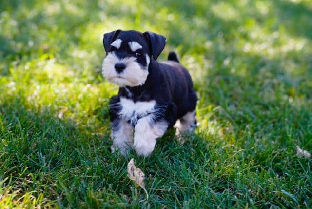 Miniature Schnauzer Puppies breeder image 9
