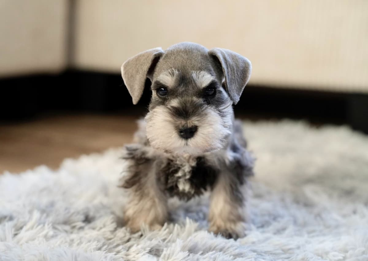 Miniature Schnauzer Puppies breeder image 10