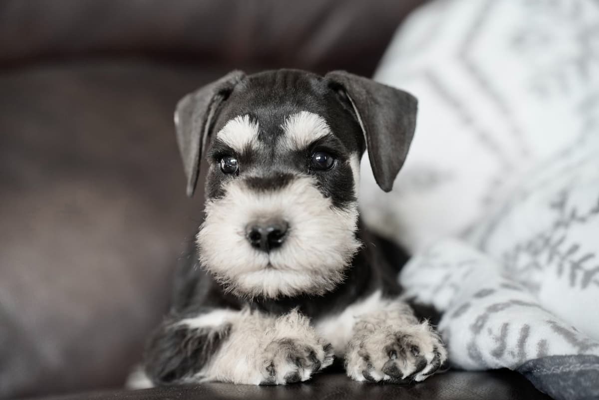 Miniature Schnauzer Puppies breeder image 12