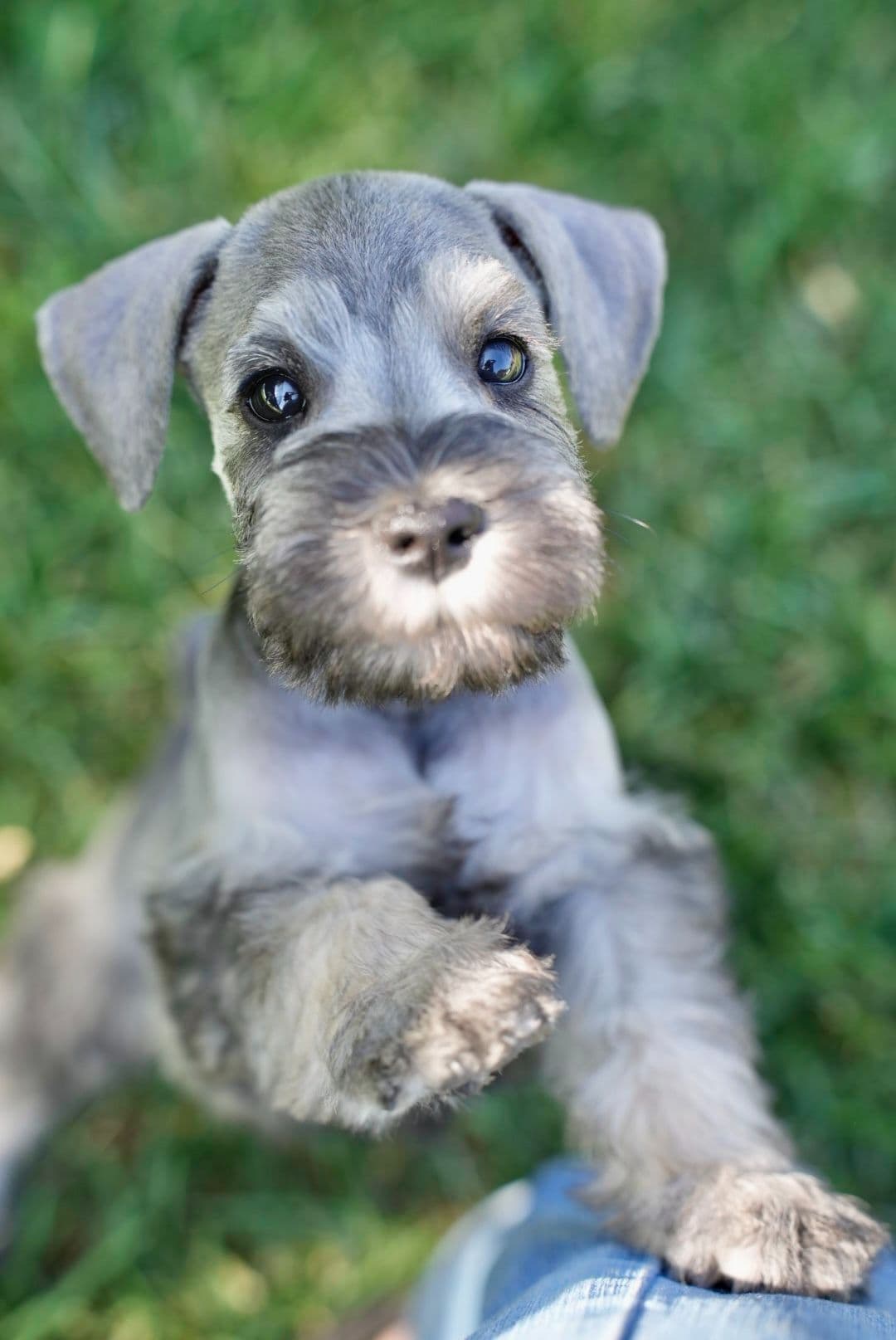 Miniature Schnauzer Puppies breeder image 15