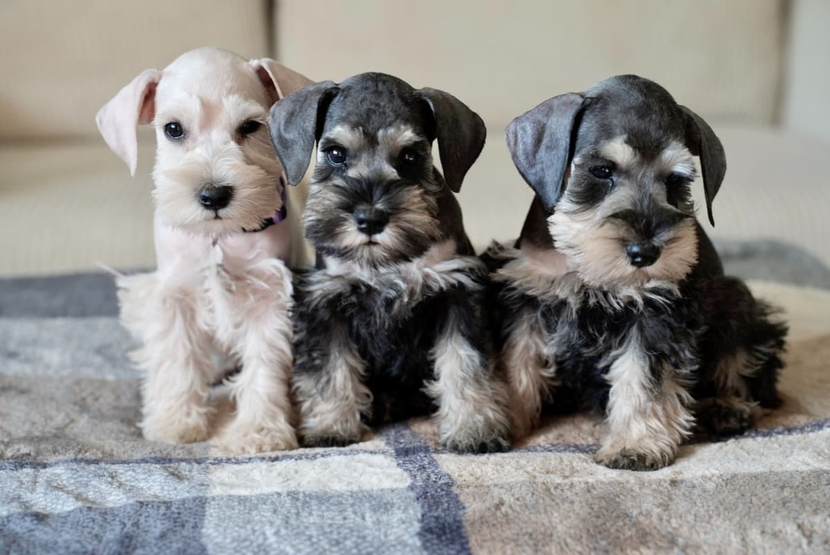 Miniature Schnauzer Puppies breeder image 13