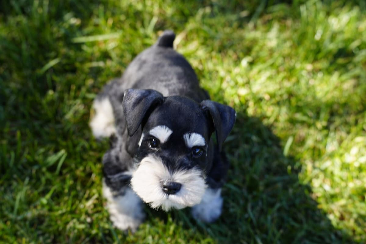 Miniature Schnauzer Puppies breeder image 16