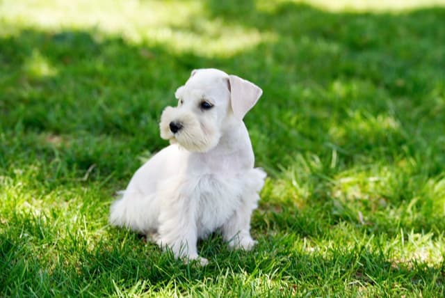 Miniature Schnauzer Puppies media 3