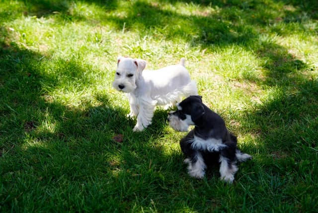 Miniature Schnauzer Puppies media 5