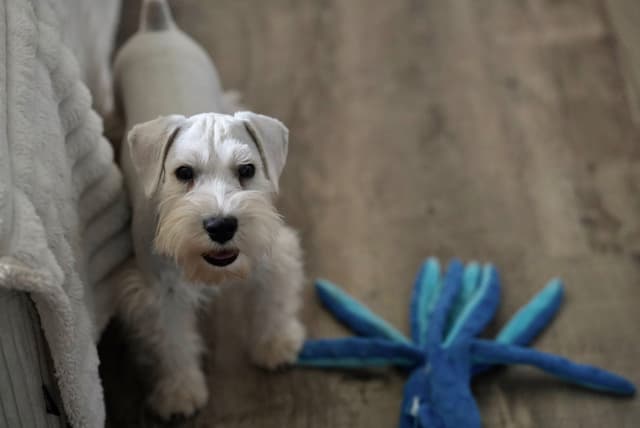 Miniature Schnauzer Puppies media 4