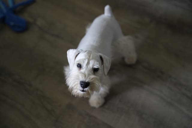 Miniature Schnauzer Puppies media 2