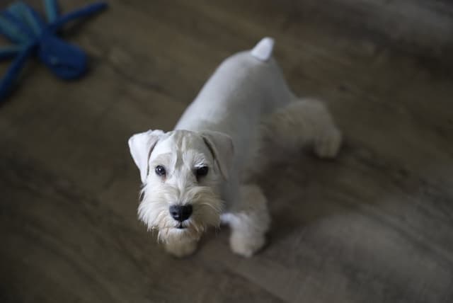 Miniature Schnauzer Puppies media 6