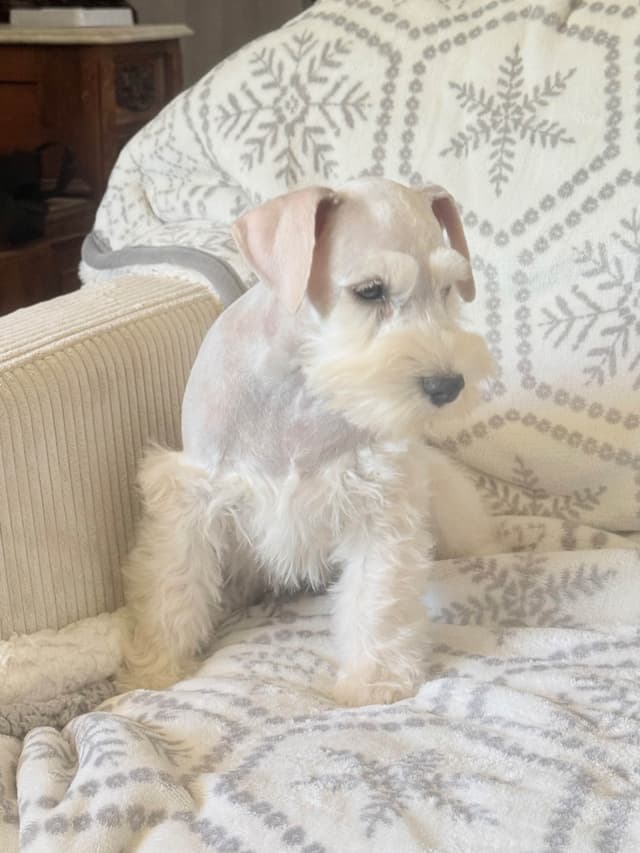 Miniature Schnauzer Puppies media 11