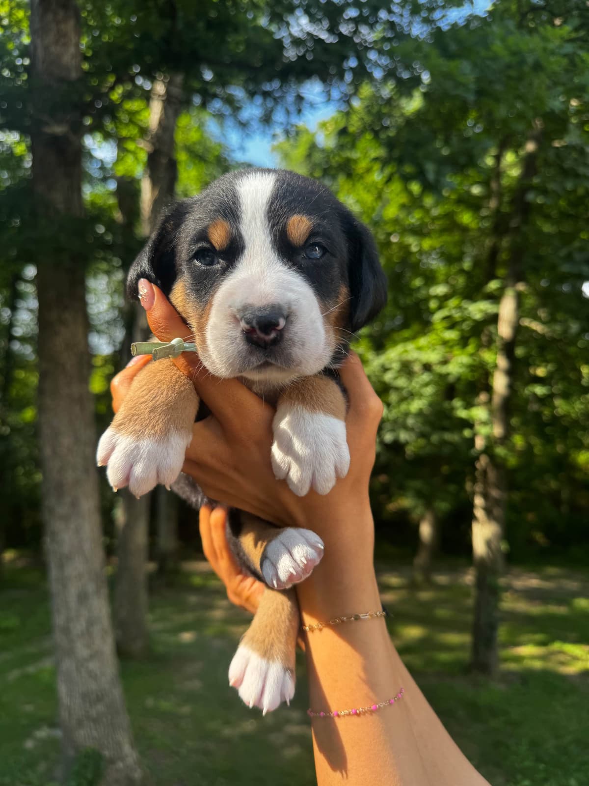 Greater Swiss Mountain Dog Puppies breeder image 2
