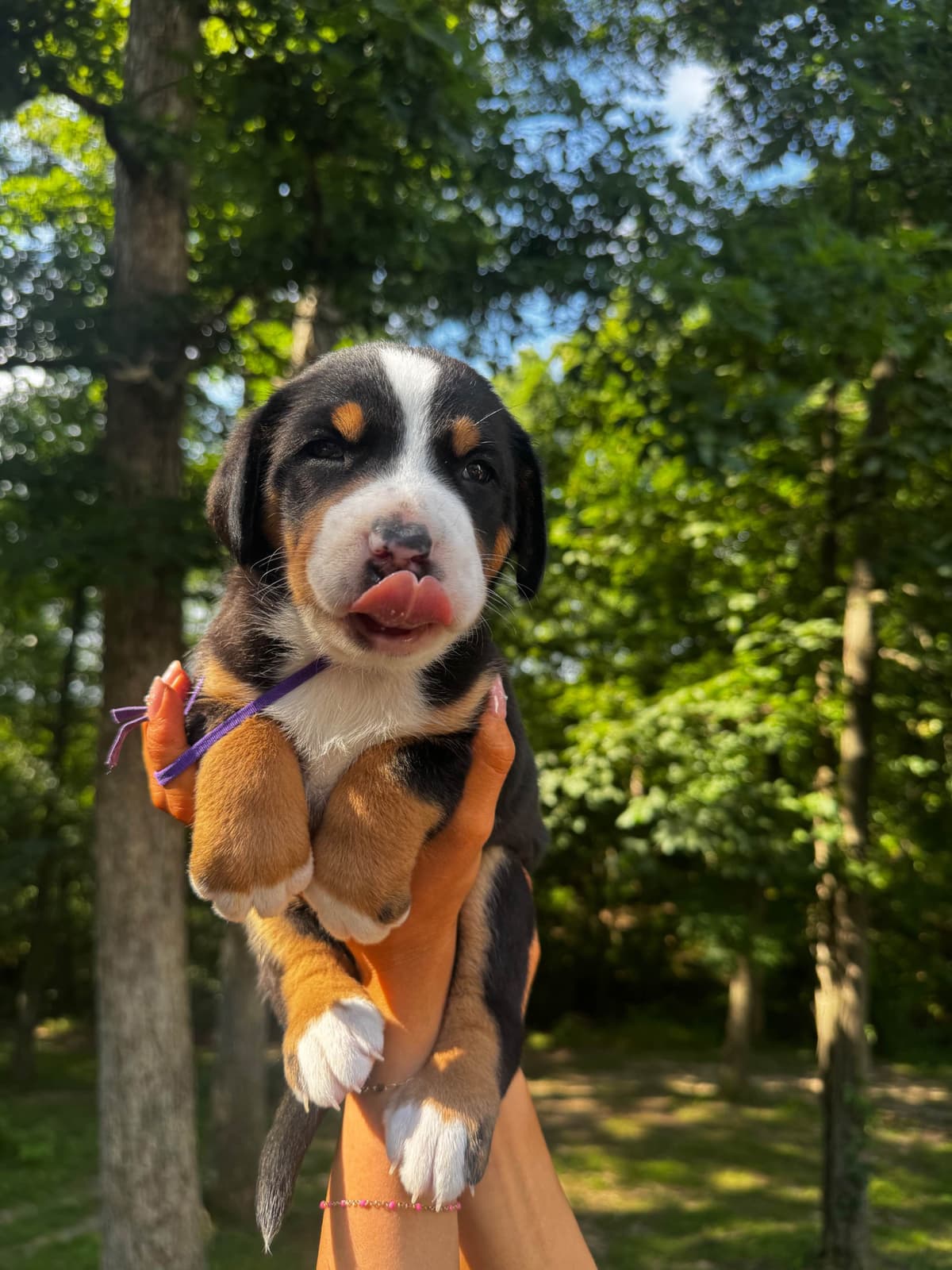Greater Swiss Mountain Dog Puppies breeder image 1