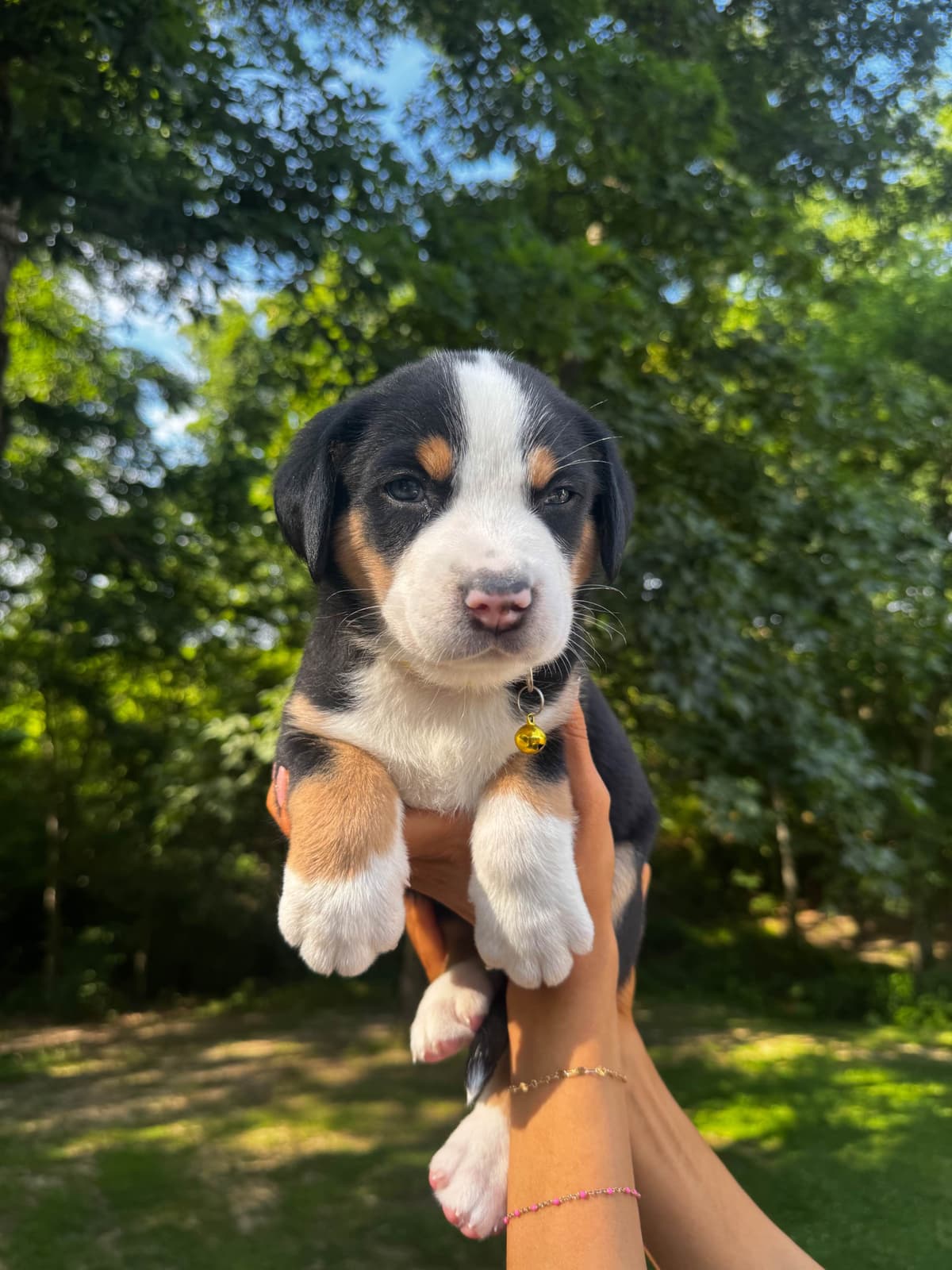Greater Swiss Mountain Dog Puppies breeder image 5