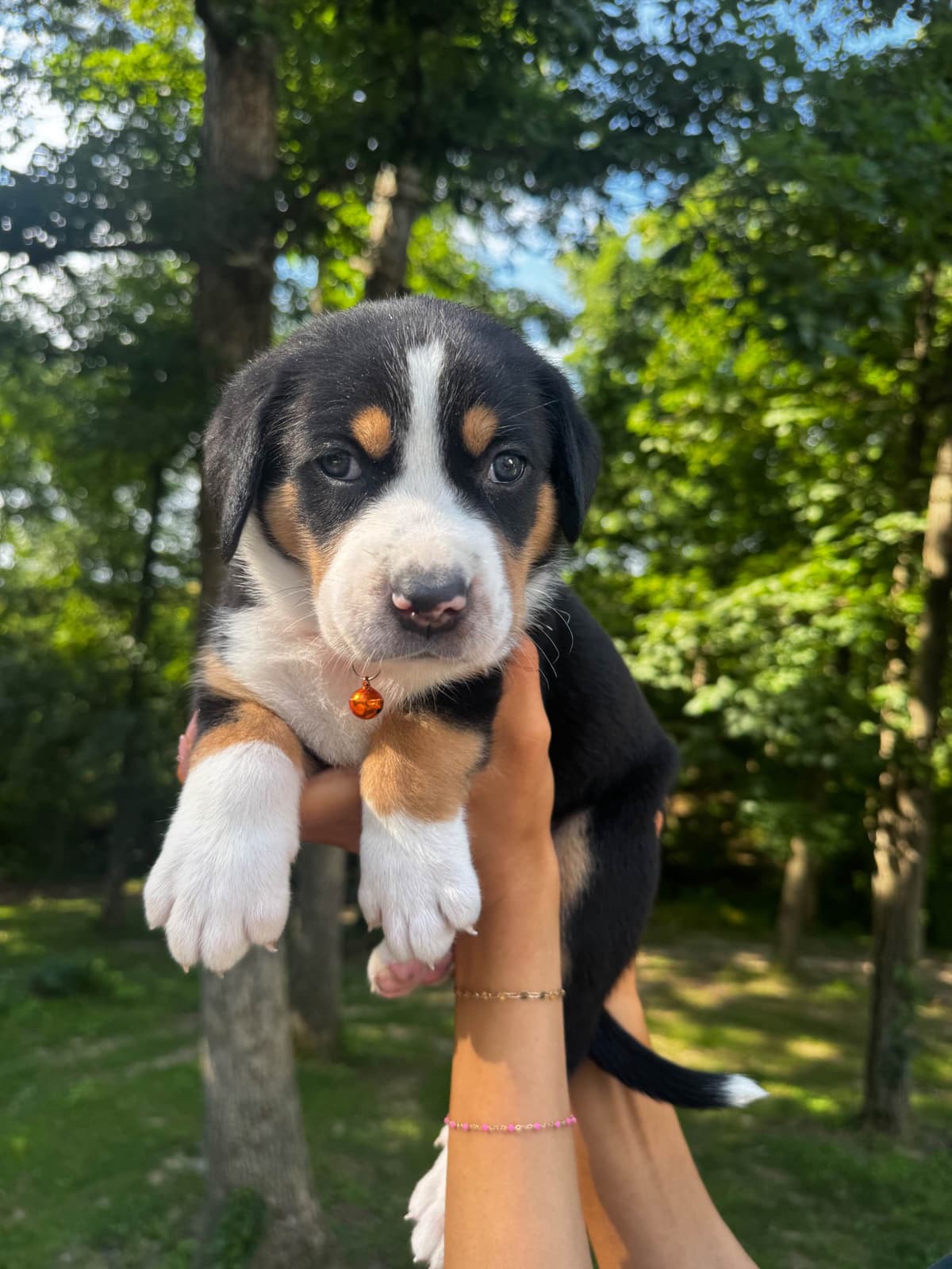 Greater Swiss Mountain Dog Puppies breeder image 3