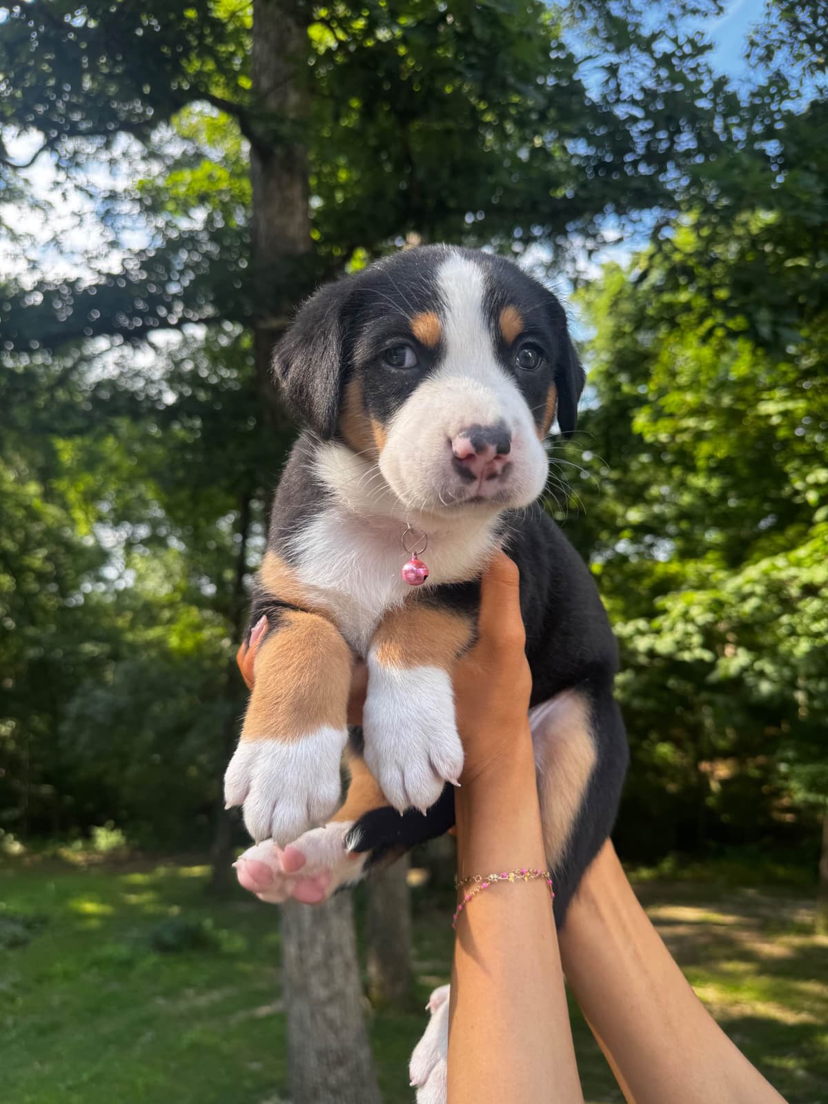 Greater Swiss Mountain Dog Puppies breeder image 4