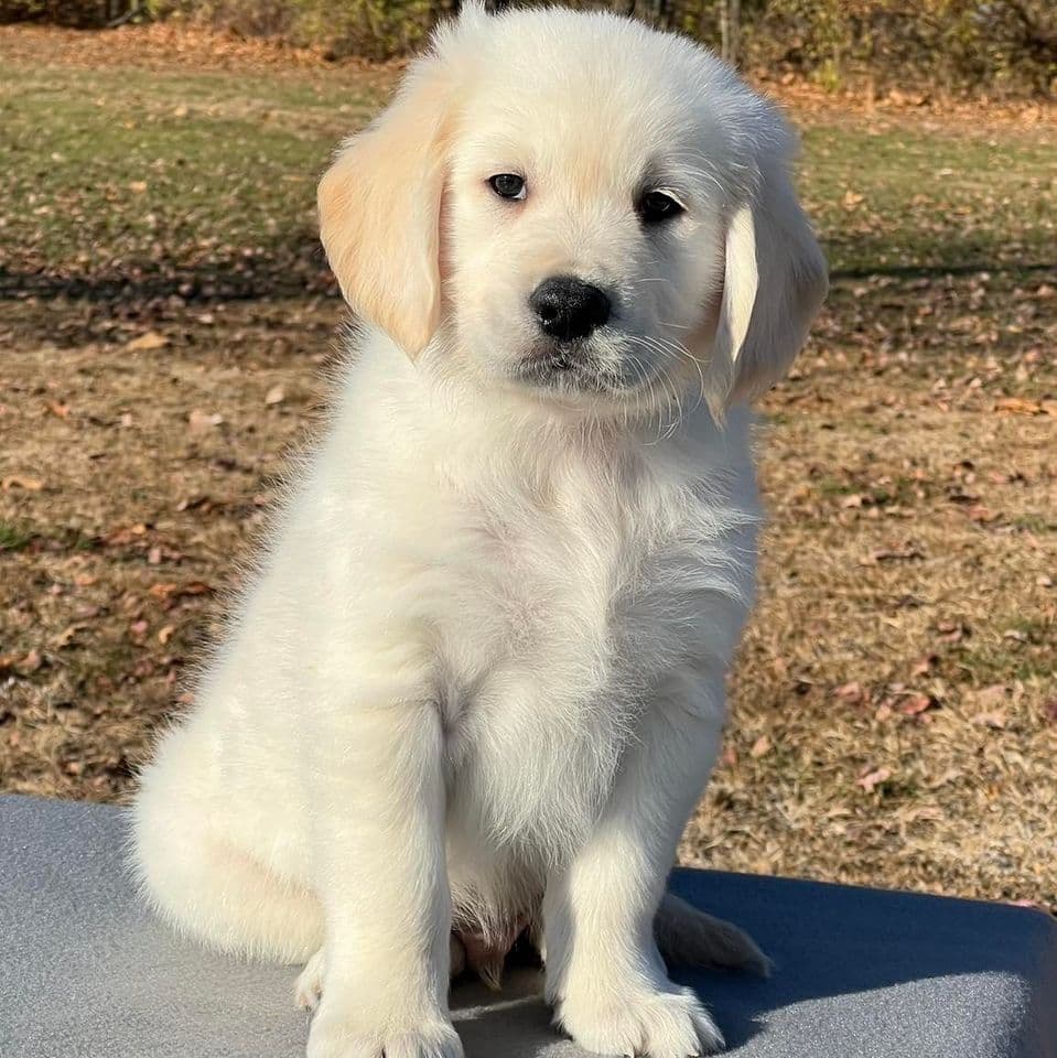 Golden Retriever Puppies breeder image 2
