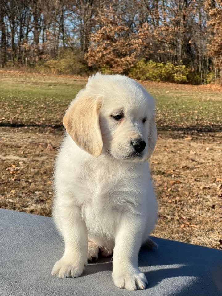 Golden Retriever Puppies breeder image 1