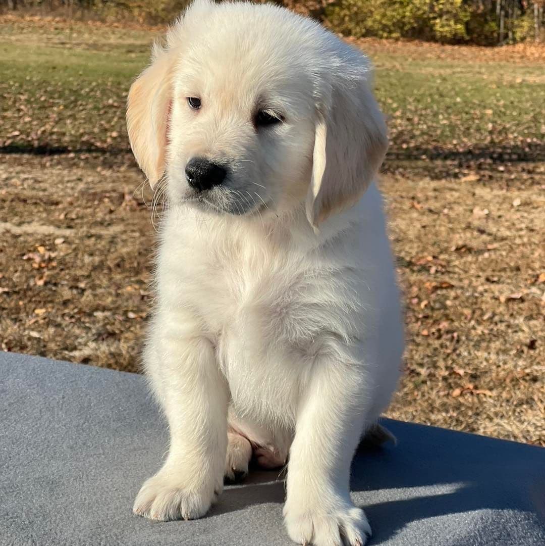 Golden Retriever Puppies breeder image 3