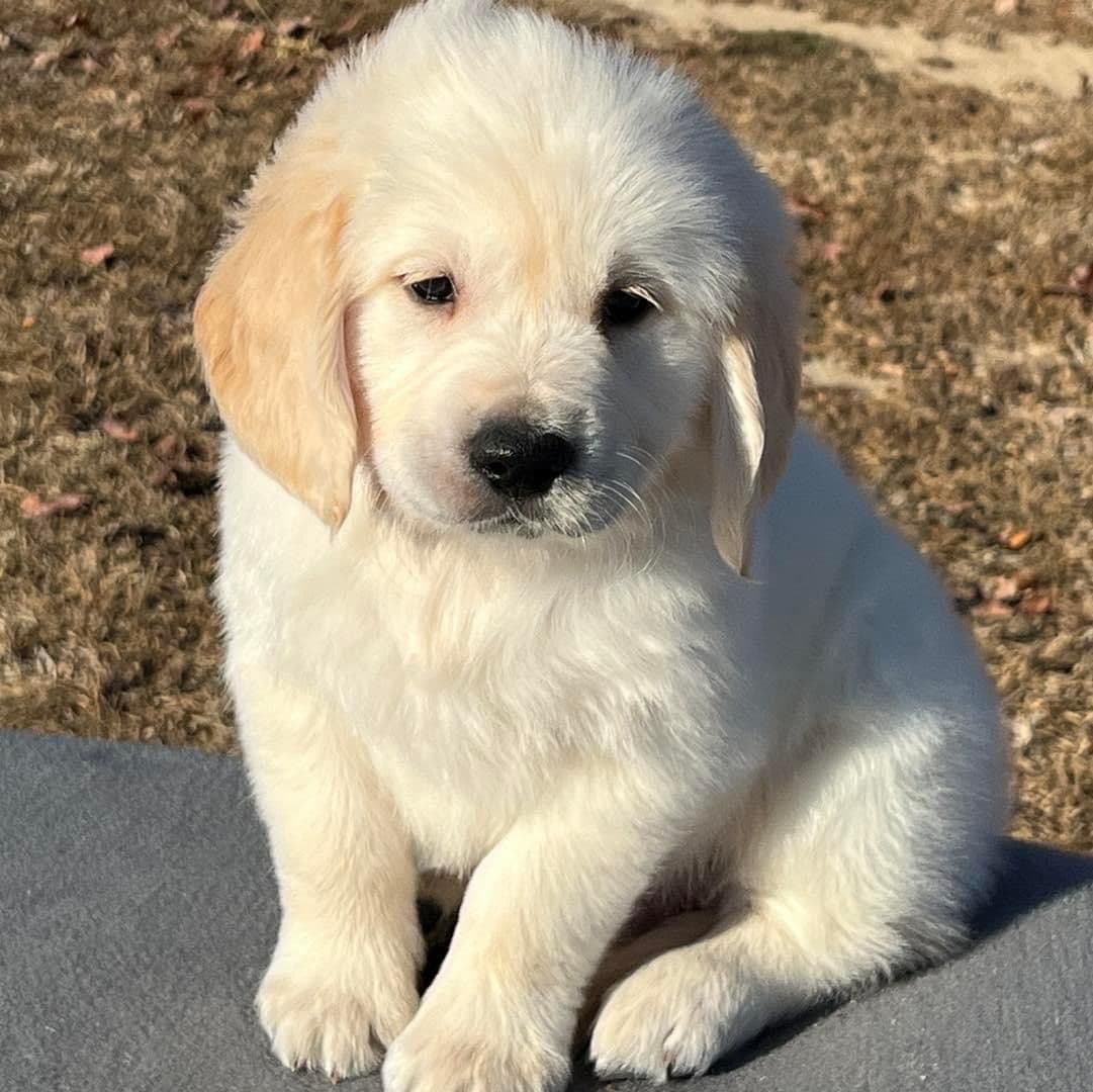 Golden Retriever Puppies breeder image 4