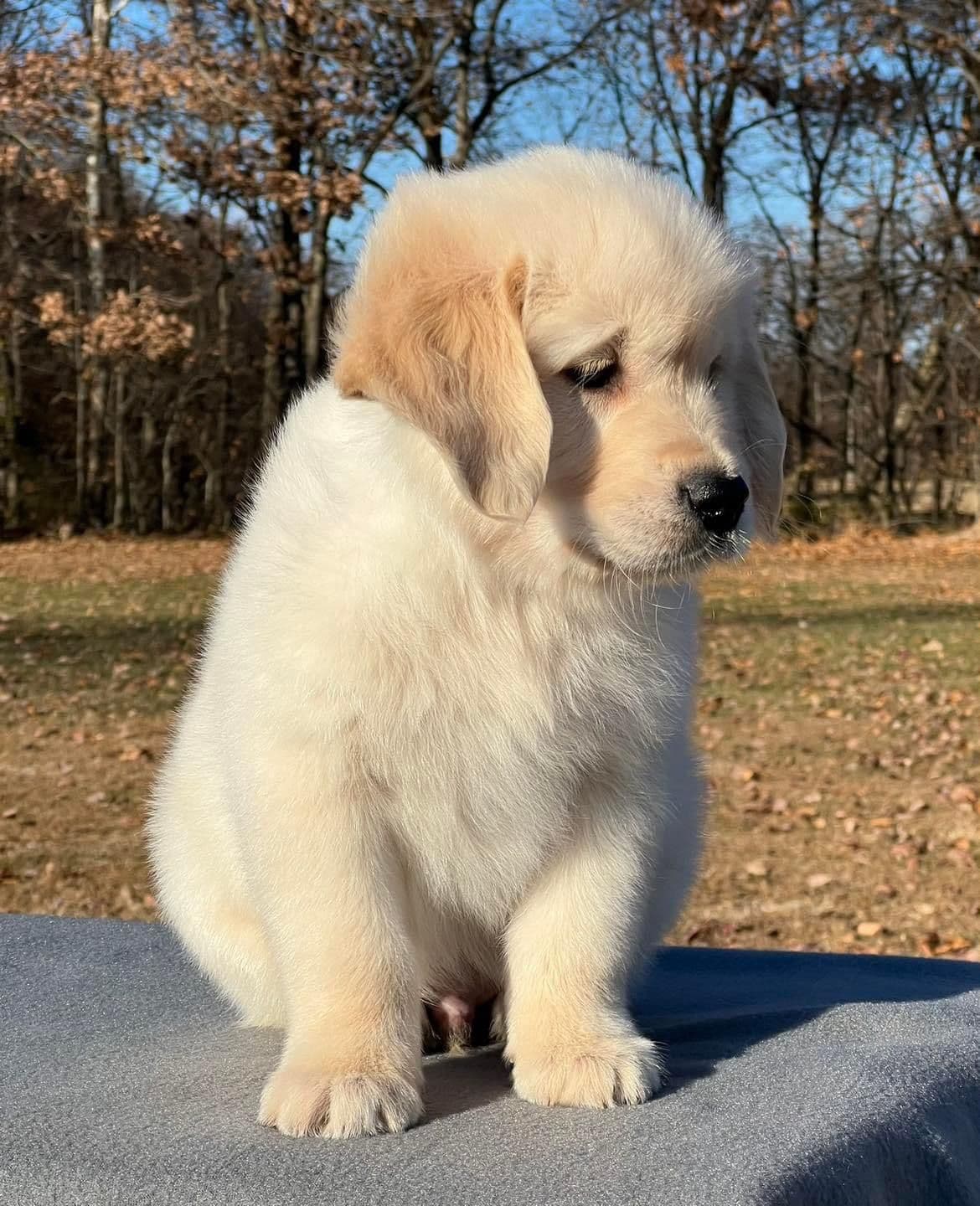 Golden Retriever Puppies breeder image 6