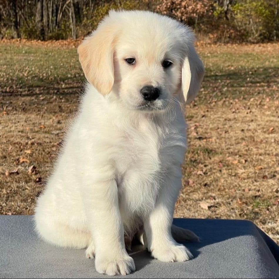 Golden Retriever Puppies breeder image 5