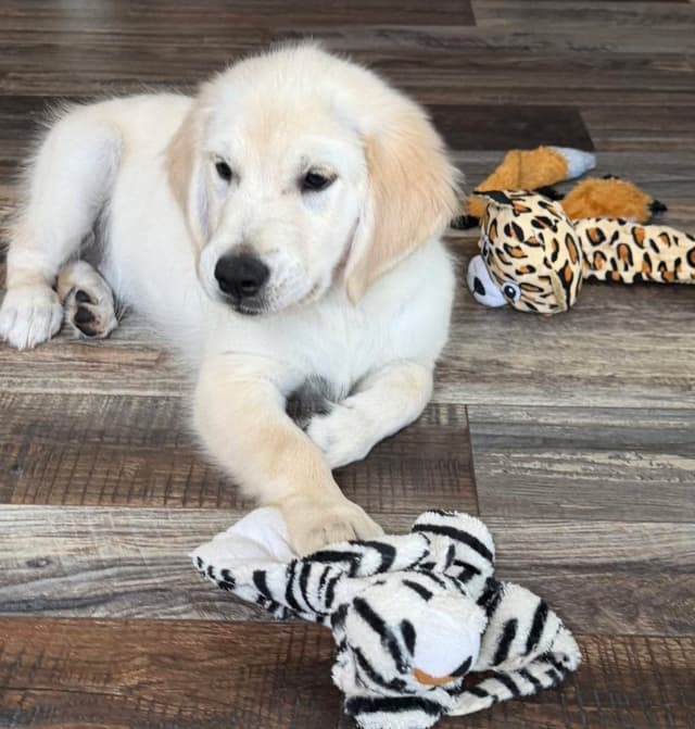 Golden Retriever Puppies media 2