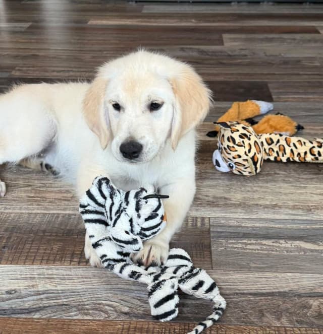 Golden Retriever Puppies media 3