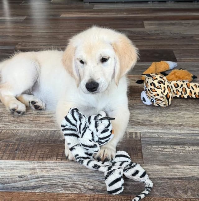 Golden Retriever Puppies media 5