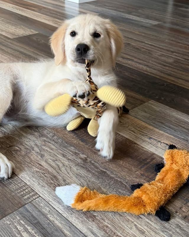 Golden Retriever Puppies media 6