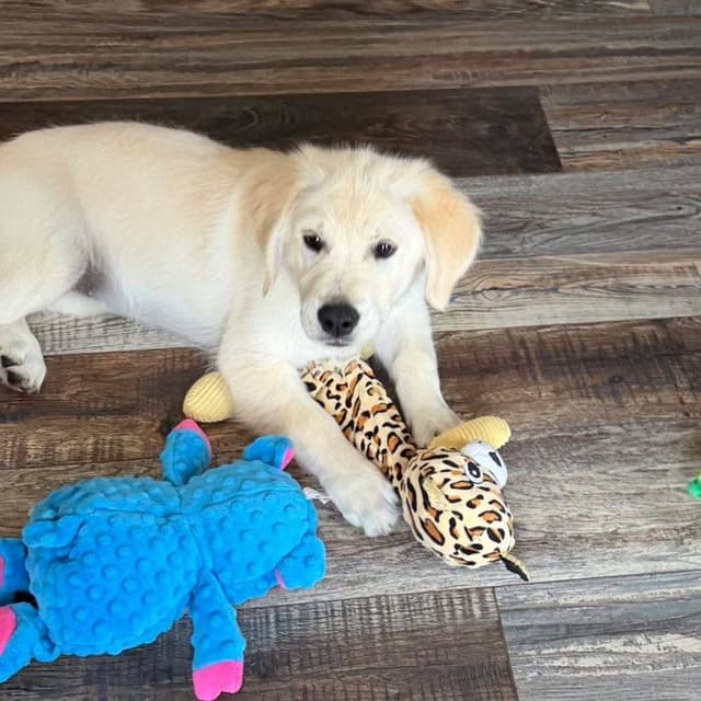 Golden Retriever Puppies media 7