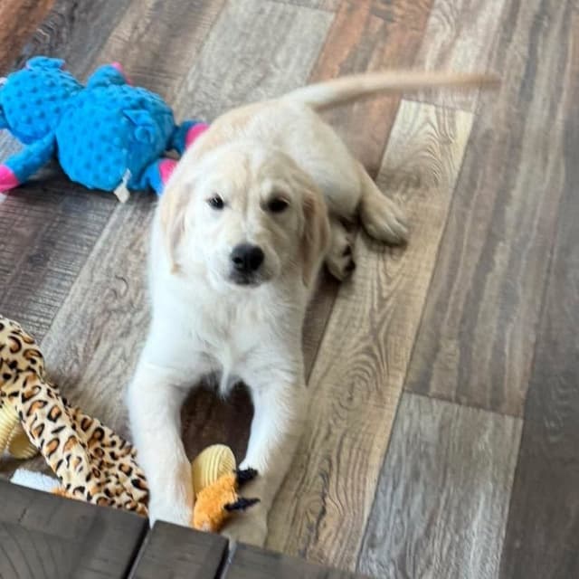 Golden Retriever Puppies media 8