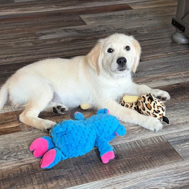 Golden Retriever Puppies media 9
