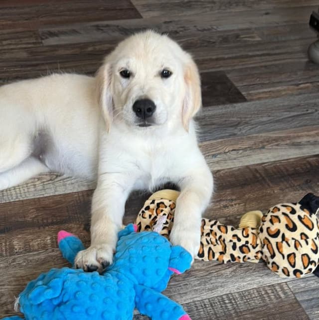 Golden Retriever Puppies media 10