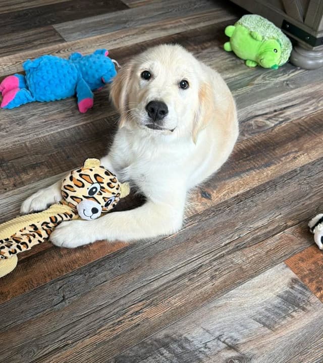 Golden Retriever Puppies media 13