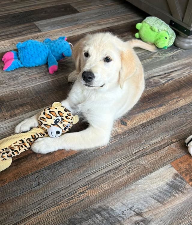 Golden Retriever Puppies media 14