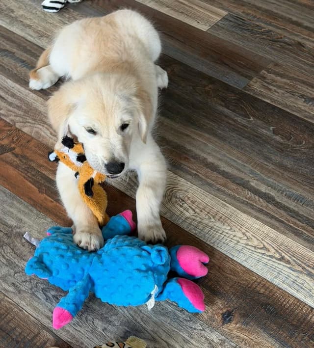 Golden Retriever Puppies media 16