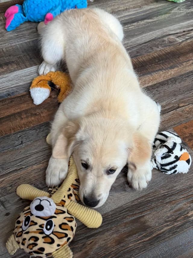 Golden Retriever Puppies media 15